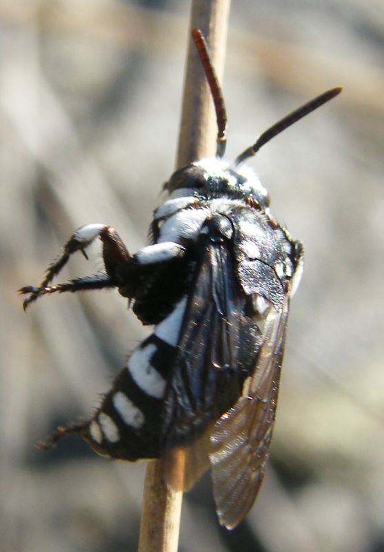 Thyreus sp., Apidae Anthophorinae